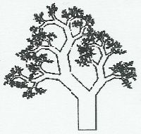 Baum 
